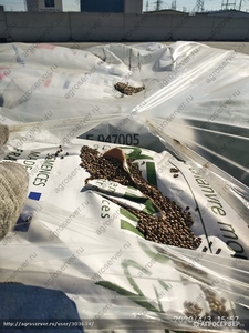 Продадим семена технической конопли  #1698416