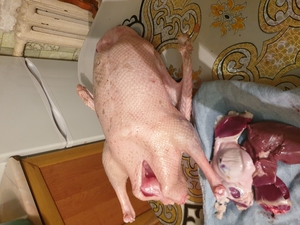 Продам гусей тушками #1696862