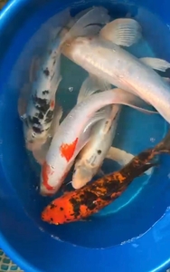 Карпы Коя-питомник  #1705460