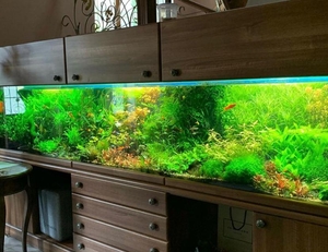 Природный аквариум  #1705455