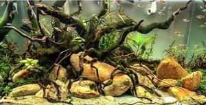 Аквариум с натуральными растениями и рыбками  #1706878