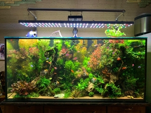 Аквариум под ключ на  865 литров. #1706939