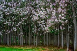 Саженцы Павловния Томентоза #1708292