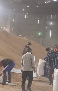 Зерно,  пшеница #1714299