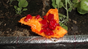 Momordica(бешенный огурец) #1715195