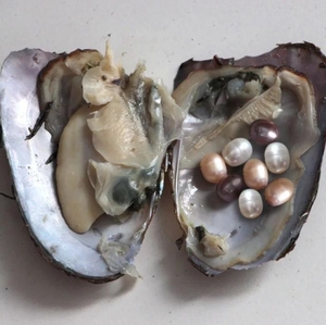 Продажа устриц с 8 жемчужинами #1696810