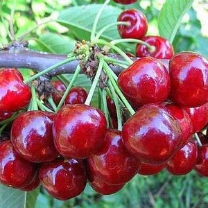 Саженец вишни