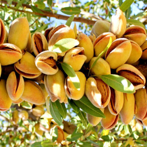 Саженец миндаля