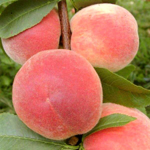 Саженец персика