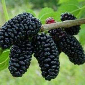 Саженец шелковицы