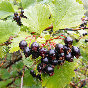 Саженец боярышника