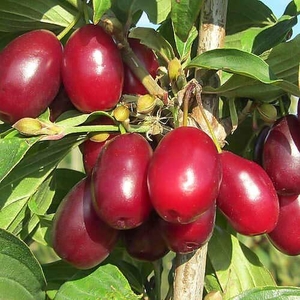 Саженцы кизил съедобный