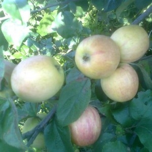 Саженец яблони