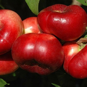 Саженец нектарина