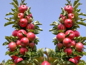 Саженец яблони