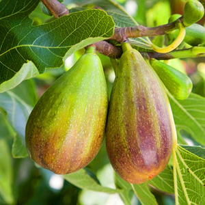 Саженец инжира