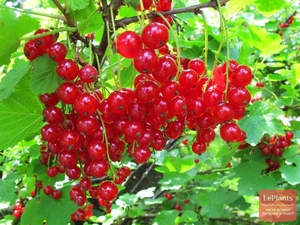 Саженец красной смородины