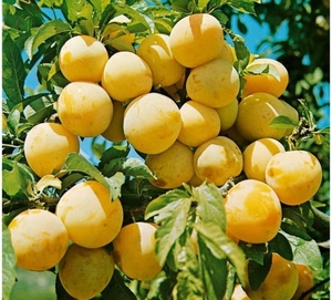 Саженец слива