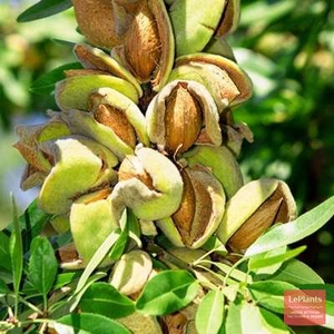 Саженец миндаля