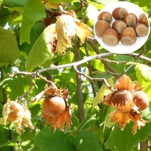 Саженец фундука