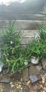 Продам целебное алоэ 5 лет #1717588