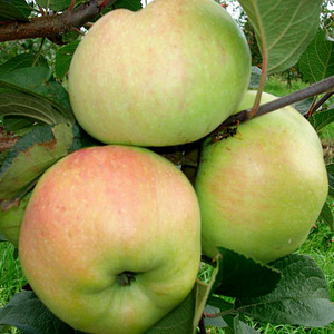 Саженец яблони