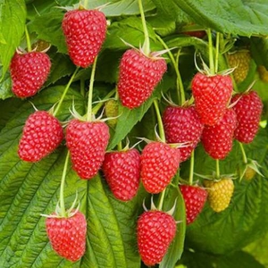 Саженец малины