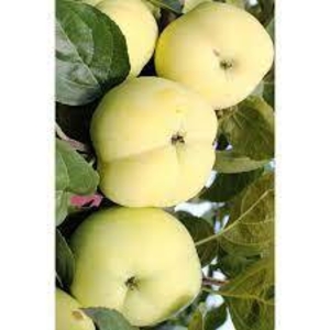 Саженец яблони