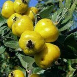 Саженец боярышника