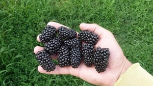 Саженец ежевики