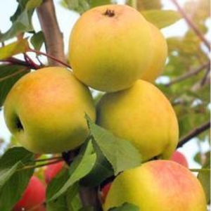 Саженец яблони