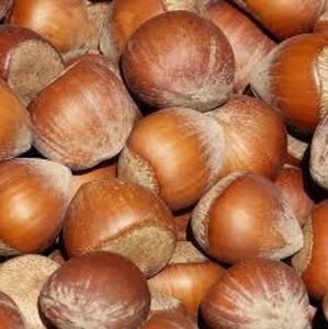 Саженец фундука