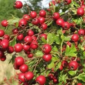 Саженец боярышника