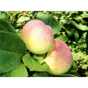 Саженец яблони