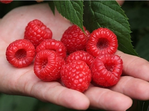 Саженец малины