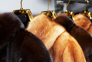 Говорящий купон для скидки на меховые изделия. #1717115