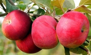 Саженец яблони