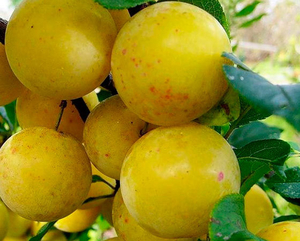 Саженец слива