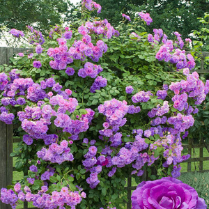 Саженец розы плетистой