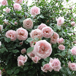 Саженец розы плетистой