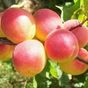 Саженец абрикоса «Rocsana» (Роксана) Сербия #1713163