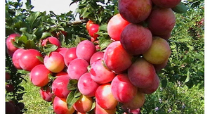 Саженец слива