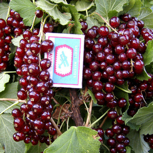 Саженец красной смородины