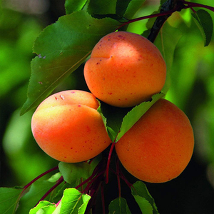 Саженец абрикоса «NS - 4» Сербия #1713164
