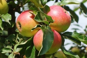 Саженец яблони