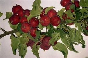 Саженец яблони