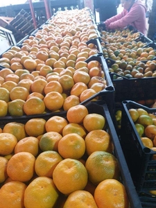 Мандарин #1719066