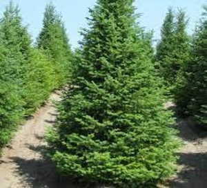 Семена ель Обыкновенная  #1721117