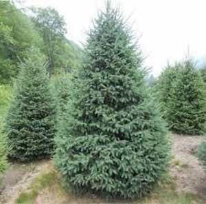 Семена ели Сибирской #1721108