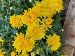 продам многолетние цветы  #1723715